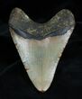 Inch Megalodon Tooth #1349-2
